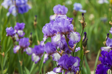 Blooming Iris - Iris in the garden, with a colorful background.