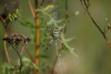 Pająk tygrzyk paskowany, na sieci, zdjęcie makro, 
