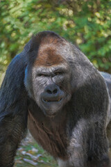Adorable large Gorilla with hands touching the ground
