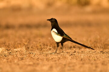 Magpie perched in a barren field with dry grass.