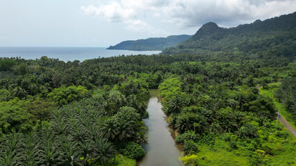 Aerial view of trees by Caue River in Praia Grande, Sao Tome, Africa, South
