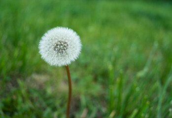 White fluffy dandelion on green blurred grass background