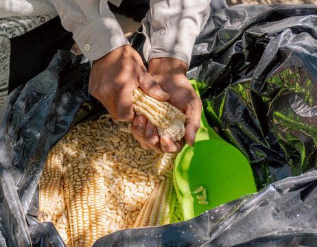 Hands holding native corn.