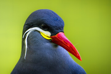 Inca tern (Larosterna inca) against a vibrant green background
