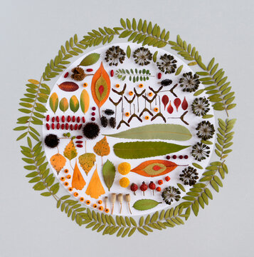 Autumn circle