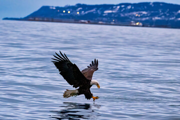 Majestic eagle launching from water: near Homer, Alaska