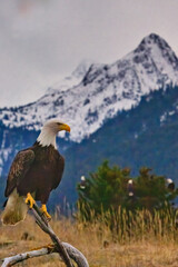 an eagle sits atop a branch near a snow capped mountain