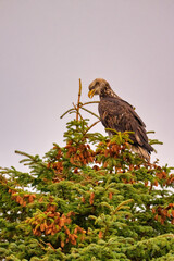 Bald eagle perched on a tree branch with berries