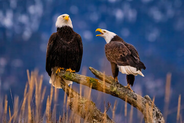 a pair of birds sitting on a branch in front of a mountain