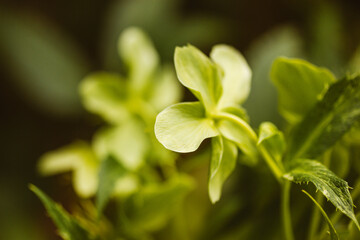 Obraz premium Helleborus Foetidus green buttercup, frost wild flowers grow in spring garden. A primary green flowers cluster in bloom. Springtime nature awaking.