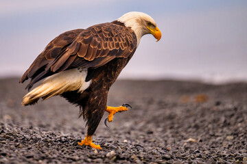 bald eagle with a clawy leg is walking along the beach