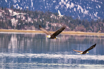a couple of bald eagles fly over the water in the mountains