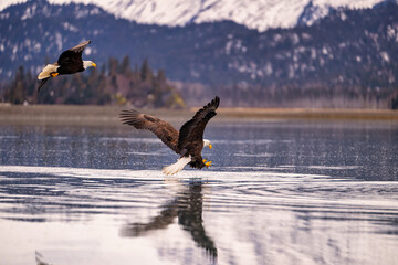 two birds flying above a body of water with trees and mountains in the background