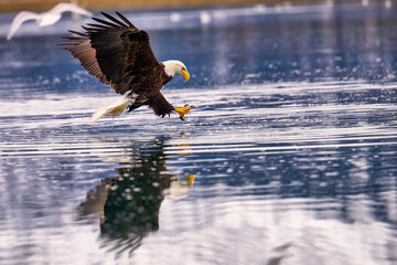 an eagle soaring over the water holding a fish in its beak