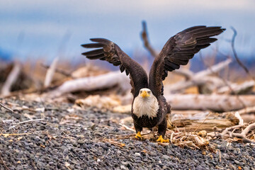 an eagle spreads his wings out on the ground above its head