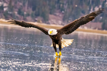 the eagle is catching fish in a river with mountains in the background