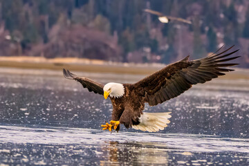 the eagle is flying over the frozen water by itself at the beach