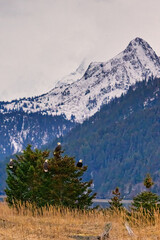 Fototapeta premium Bald Eagles perched on a tree near Homer, Alaska