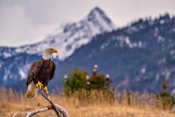 Bald Eagle perched on branch with mountain backdrop