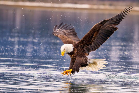 Bald eagle snatching a fish mid-air near a lake: Homer, Alaska