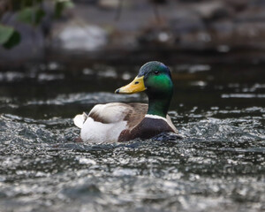 Fototapeta premium a male mallard swims in the shallow water near rocks