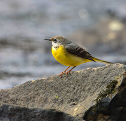 Grey wagtail (Motacilla cinerea) sits on a rock in the water