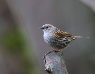 Tiny Dunnock (Prunella modularis) with outstretched wings perched on a wooden surface