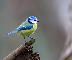 Small Blue tit (Cyanistes caeruleus) perched on a weathered branch, head tilted