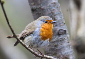 Orange Robin (Erithacus rubecula) perched on a branch in the wild