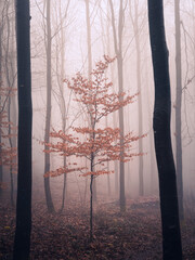 Misty morning in the Ardennes forest of Belgium.