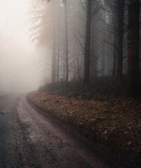 Fototapeta premium Misty morning in the Ardennes forest of Belgium