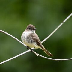 Tiny Eastern Phoebe (Sayornis phoebe) perched on a tree branch