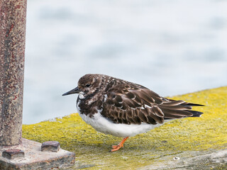 Turnstone, Arenaria interpres, standing in Blyth, Northumberland, UK