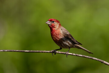 Tiny Purple House Finch (pur Haemorhous pureus) on a branch in a forest