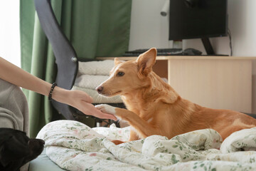Ginger Dog Giving Paw to Owner