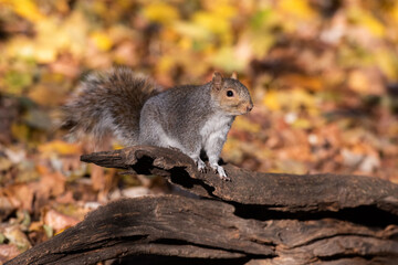 Squirrel standing on an old branch