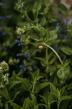 Snail snacking on flower