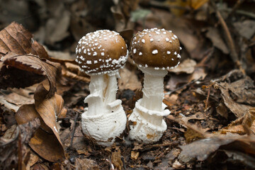 Wild mushrooms growing in the forest  - Amanita pantherina