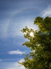 Halo effect on the blue sky with the bright sun shining through green tree branches. Beauty in a serene daytime nature scene.