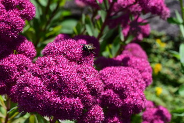 Hylotelephium telephium amid lush greenery