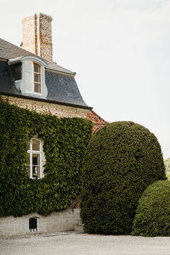Ivy-covered house with manicured shrubbery