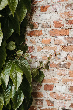 close up of Red brick wall with greenery and ivy