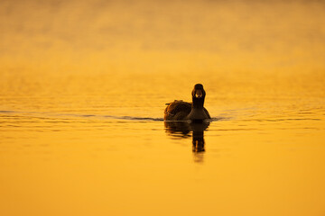 a duck floating on top of a body of water at sunset