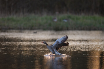 a bird is taking flight while flying low above water with a duck nearby