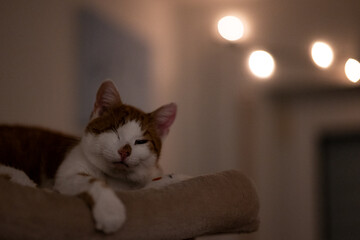 a white and brown cat curled up on the back of a bed