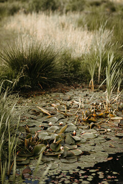 Tranquil pond with lily pads and cattail tall grass