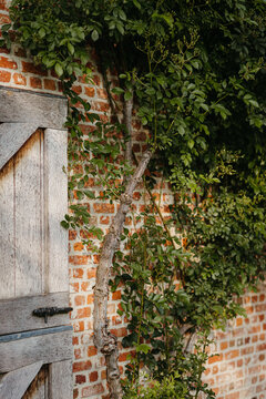 Rustic wooden door, brick wall and climber tree