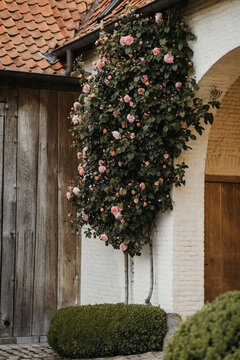 Romantic rose bush