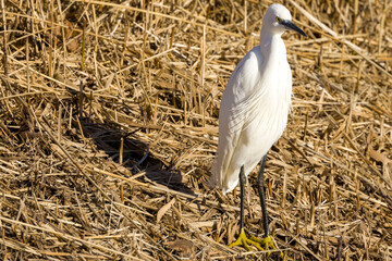 White egret on dry grass in nature.