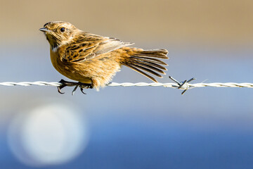 Stonechat perched on a barbed wire pole beside a field.